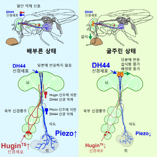 서성배 KAIST 교수 연구팀은 초파리에서 과잉 섭식 행동을 억제하는 두 가지 신호를 발견했다. 그림은 초파리의 DH44 신경세포의 두 가지 억제신호에 대한 모식도로 피에조 채널과 후긴 신경세포로 인해 DH44 신경세포의 활성을 억제, 과잉 섭식행동을 막는다.  KAIST 제공
